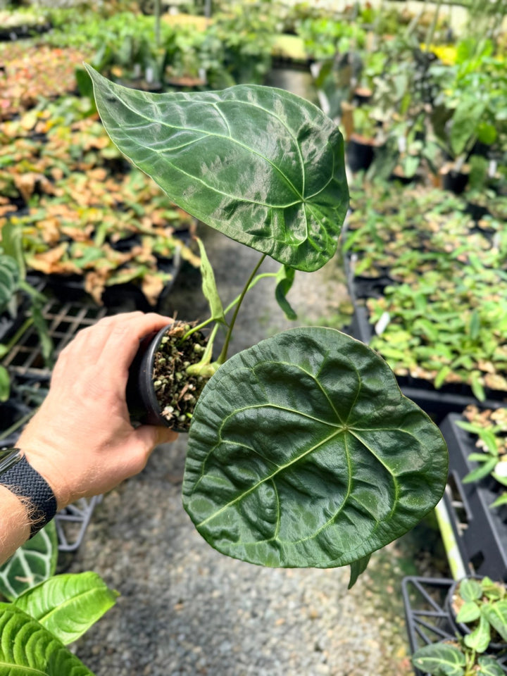 Handpicked 11 - Anthurium [Forgetii X Crystallinum] X Dark Forgetii | Uprooted