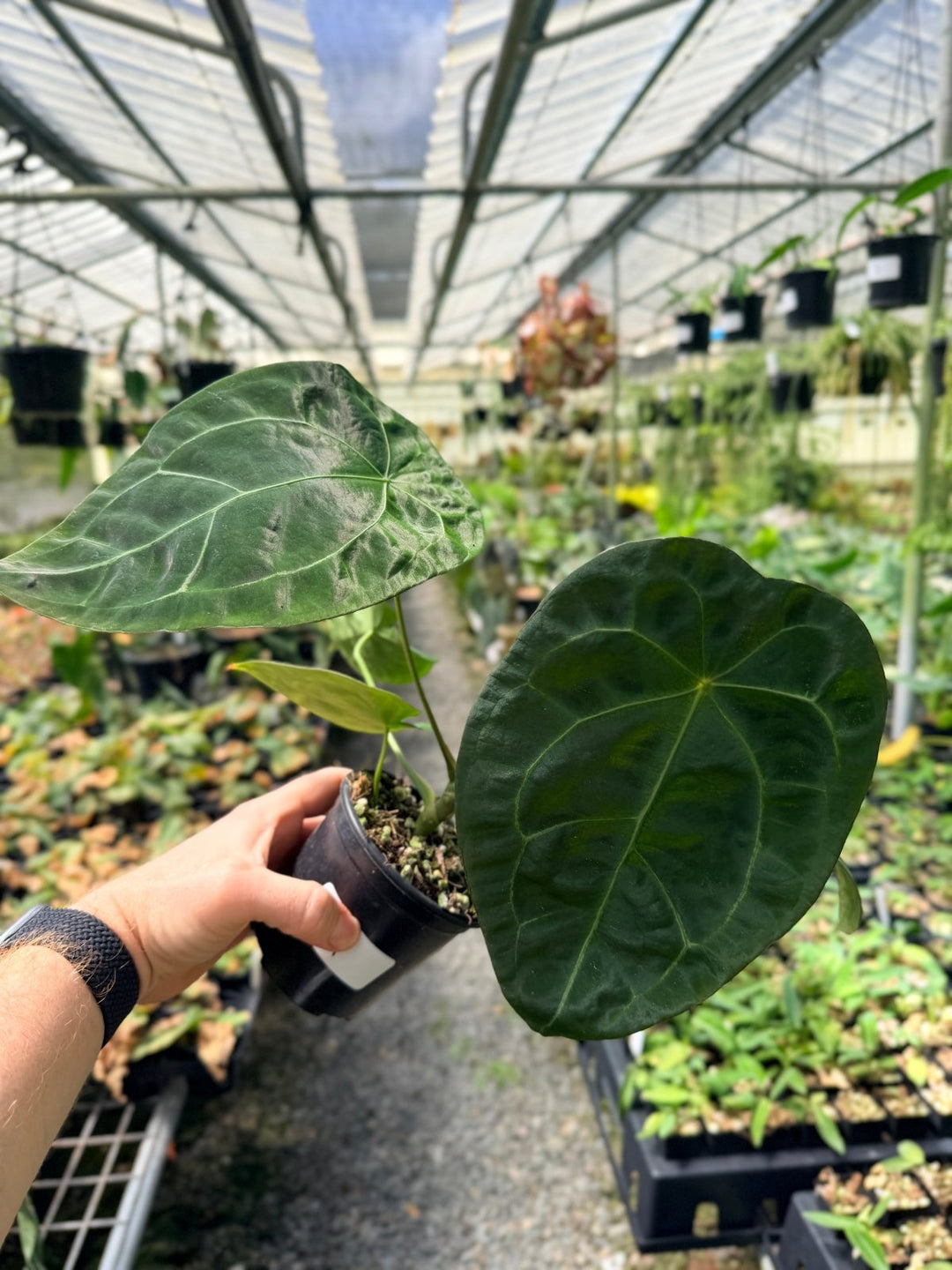 Handpicked 11 - Anthurium [Forgetii X Crystallinum] X Dark Forgetii | Uprooted