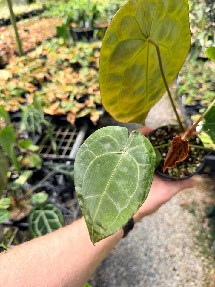 Handpicked 11 - Anthurium [Forgetii X Crystallinum] X Dark Forgetii | Uprooted