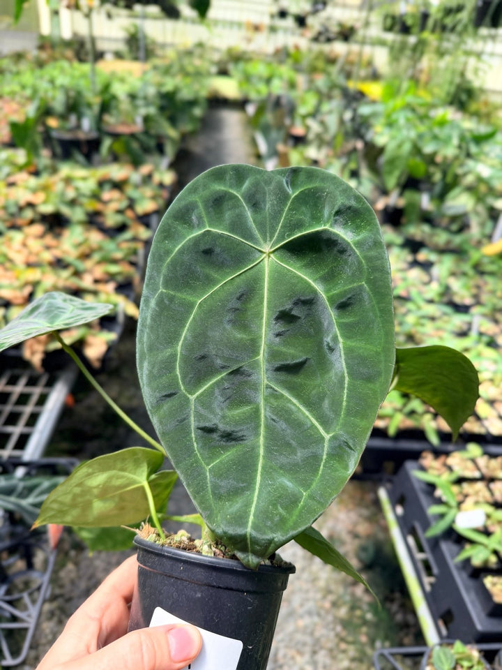 Handpicked 11 - Anthurium [Forgetii X Crystallinum] X Dark Forgetii | Uprooted