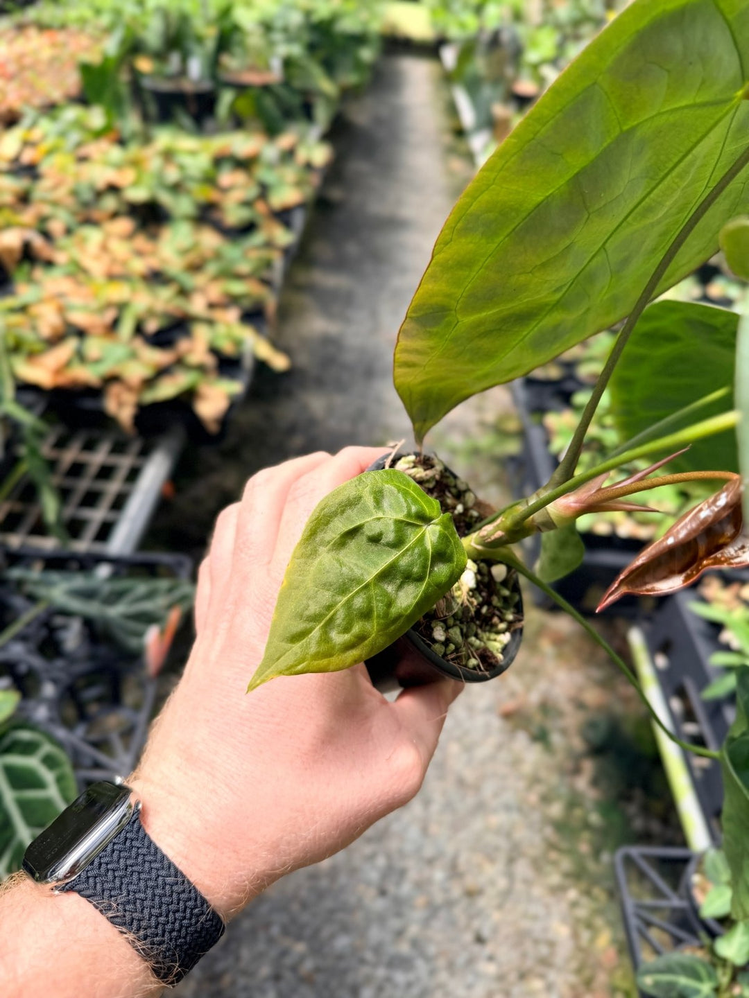 Handpicked 11 - Anthurium [Forgetii X Crystallinum] X Dark Forgetii | Uprooted