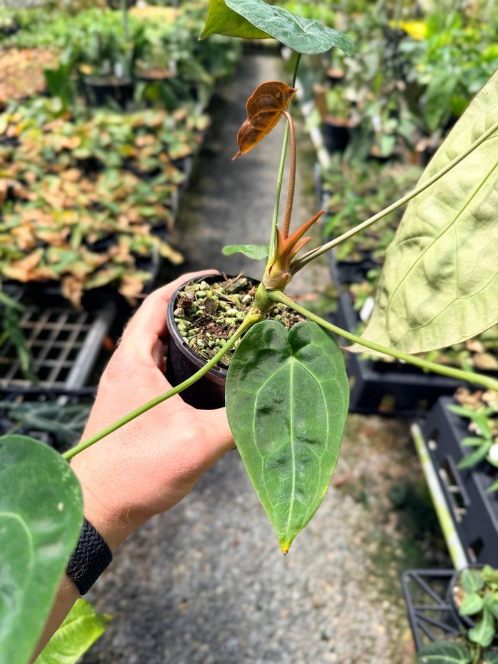 Handpicked 11 - Anthurium [Forgetii X Crystallinum] X Dark Forgetii | Uprooted