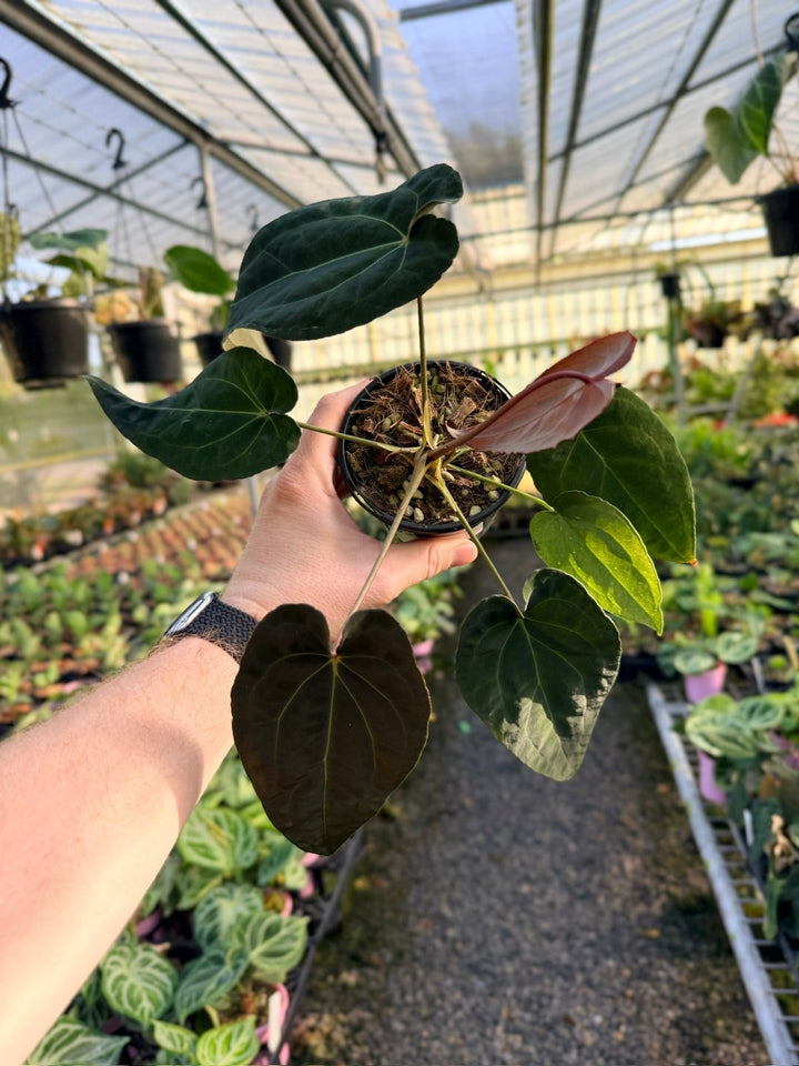 Handpicked 11 - Anthurium Papillilaminum x Luxurians | Uprooted