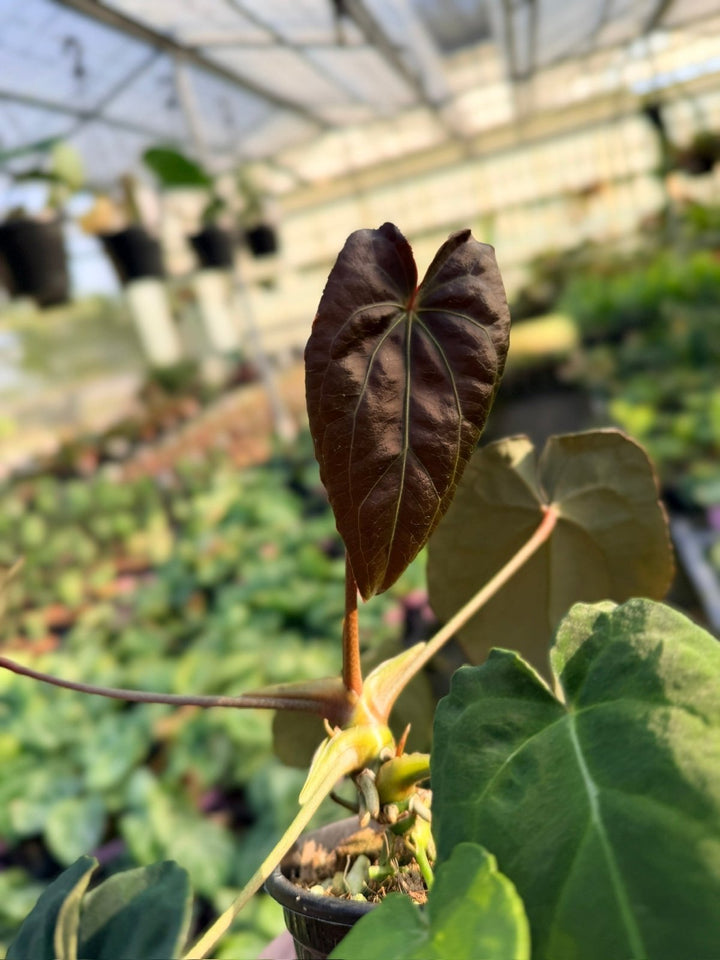 Handpicked 11 - Anthurium Papillilaminum x Luxurians | Uprooted