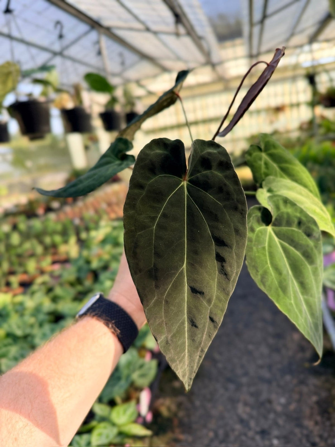 Handpicked 11 - Anthurium Papillilaminum x Luxurians | Uprooted