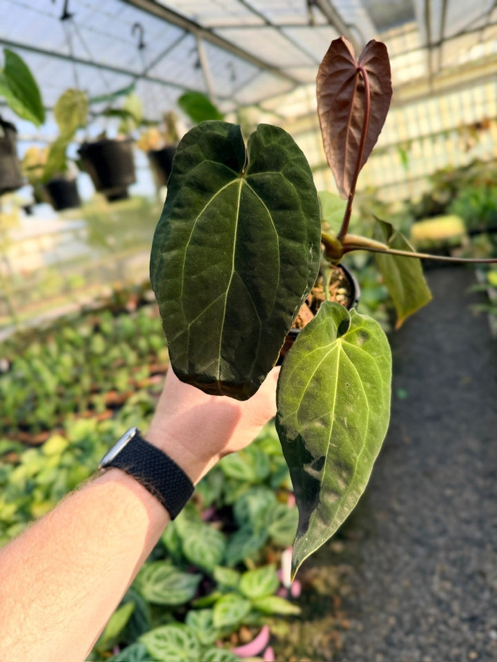 Handpicked 11 - Anthurium Papillilaminum x Luxurians | Uprooted