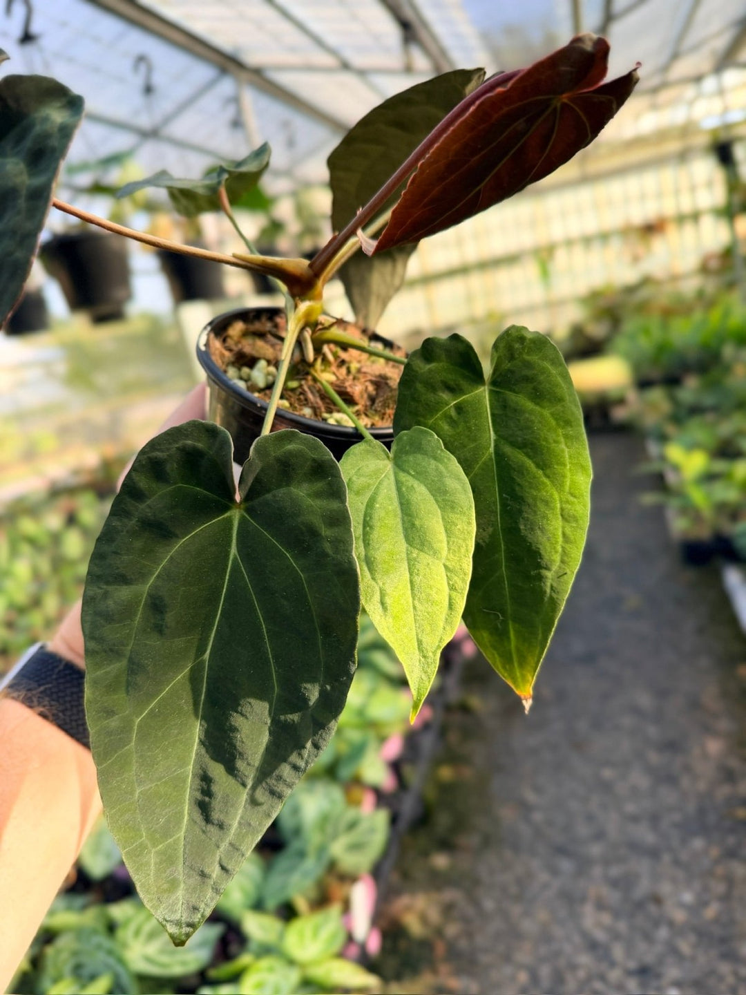Handpicked 11 - Anthurium Papillilaminum x Luxurians | Uprooted