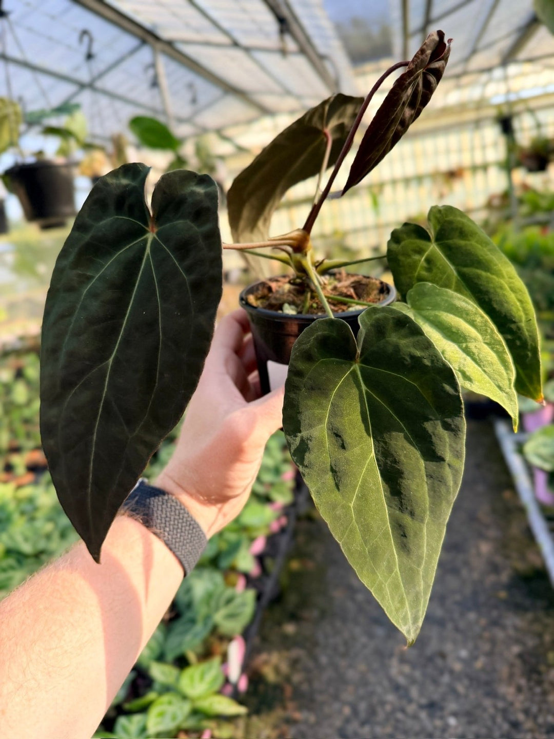 Handpicked 11 - Anthurium Papillilaminum x Luxurians | Uprooted