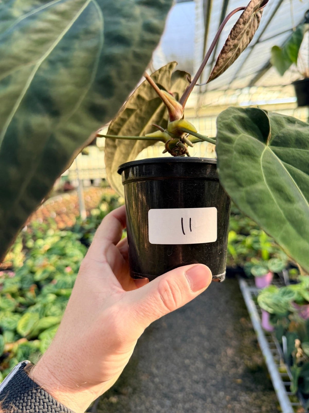 Handpicked 11 - Anthurium Papillilaminum x Luxurians | Uprooted
