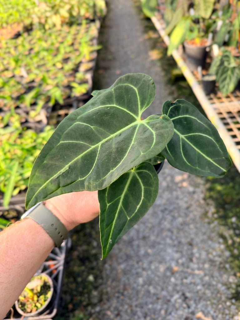 Handpicked 110 - Anthurium Regale | Uprooted