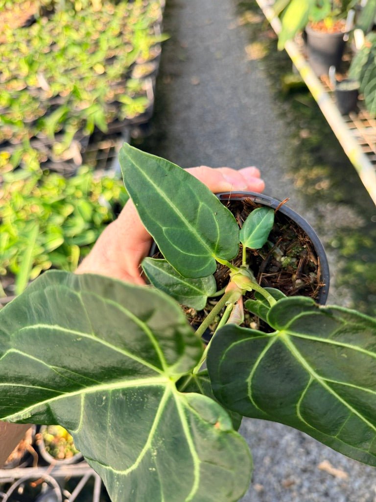 Handpicked 110 - Anthurium Regale | Uprooted