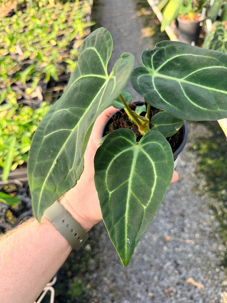 Handpicked 110 - Anthurium Regale | Uprooted