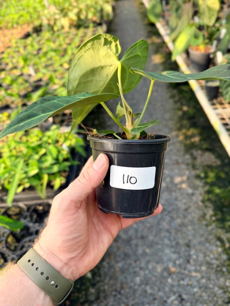 Handpicked 110 - Anthurium Regale | Uprooted