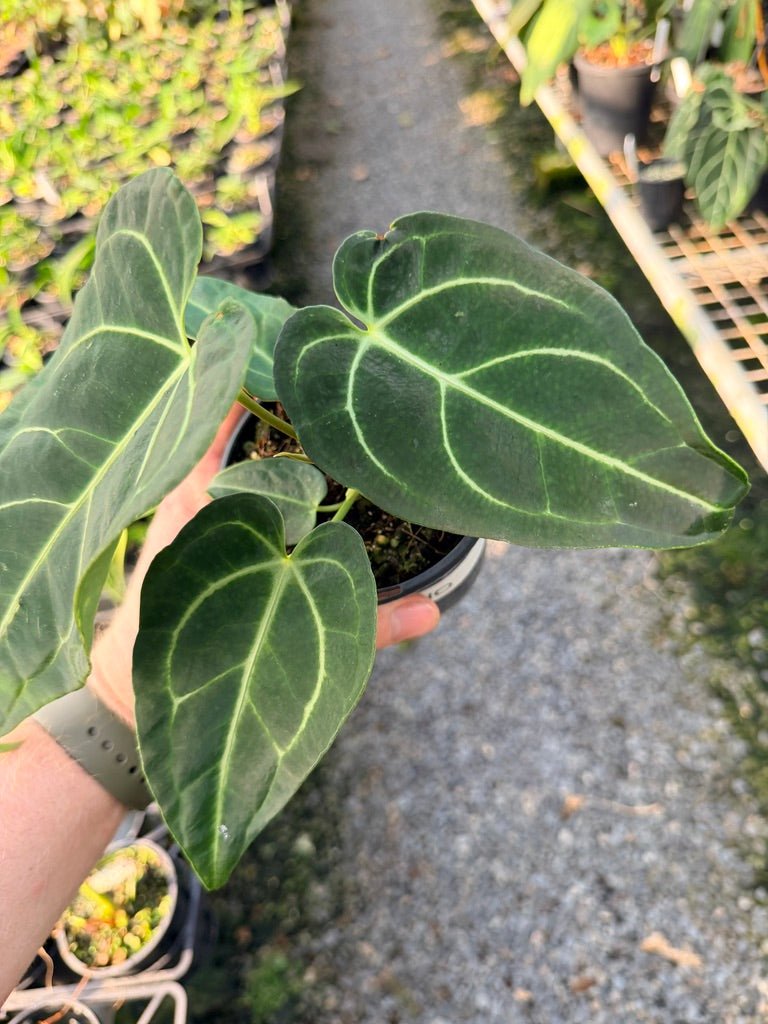 Handpicked 110 - Anthurium Regale | Uprooted