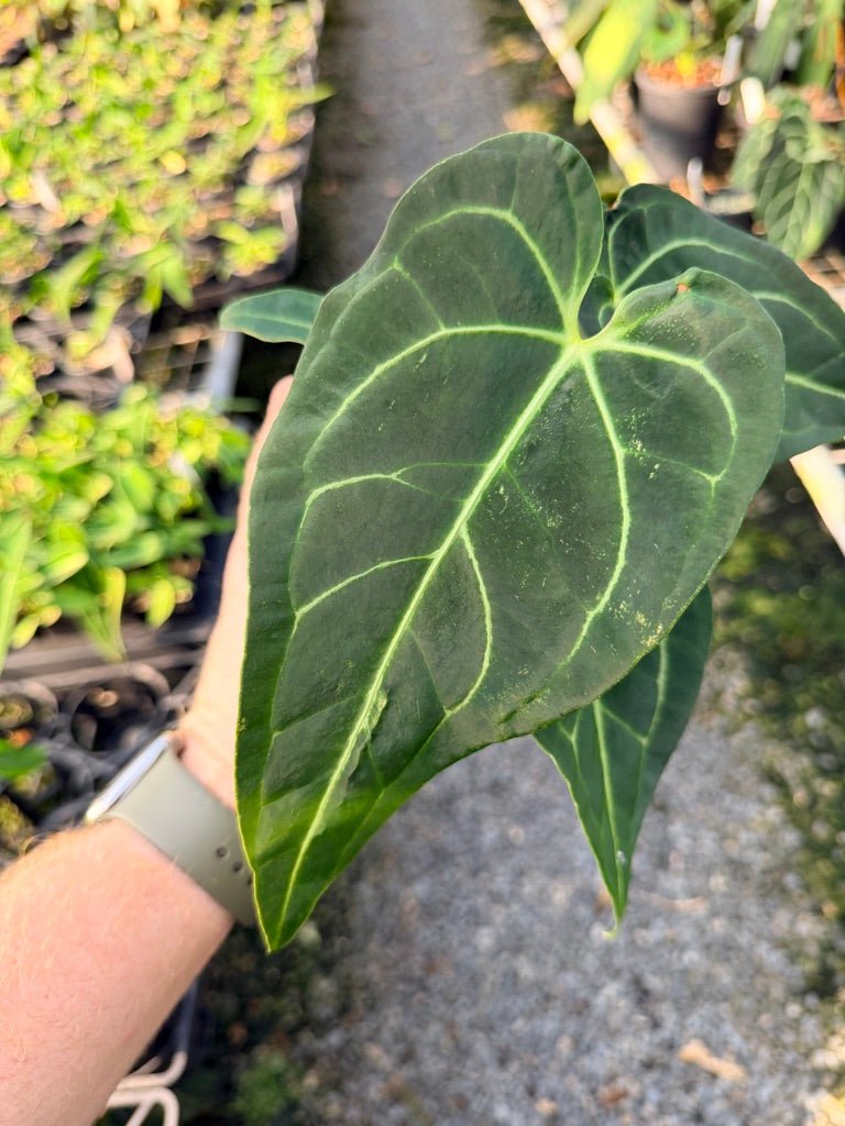 Handpicked 110 - Anthurium Regale | Uprooted