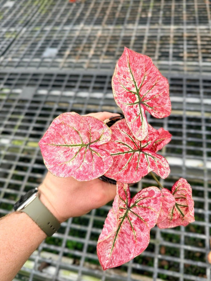 Handpicked 110 - Caladium Bicolor NOID | Uprooted