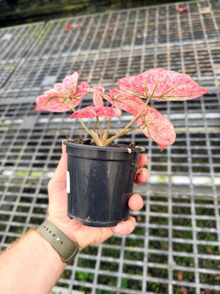 Handpicked 110 - Caladium Bicolor NOID | Uprooted