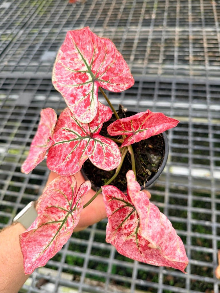 Handpicked 110 - Caladium Bicolor NOID | Uprooted