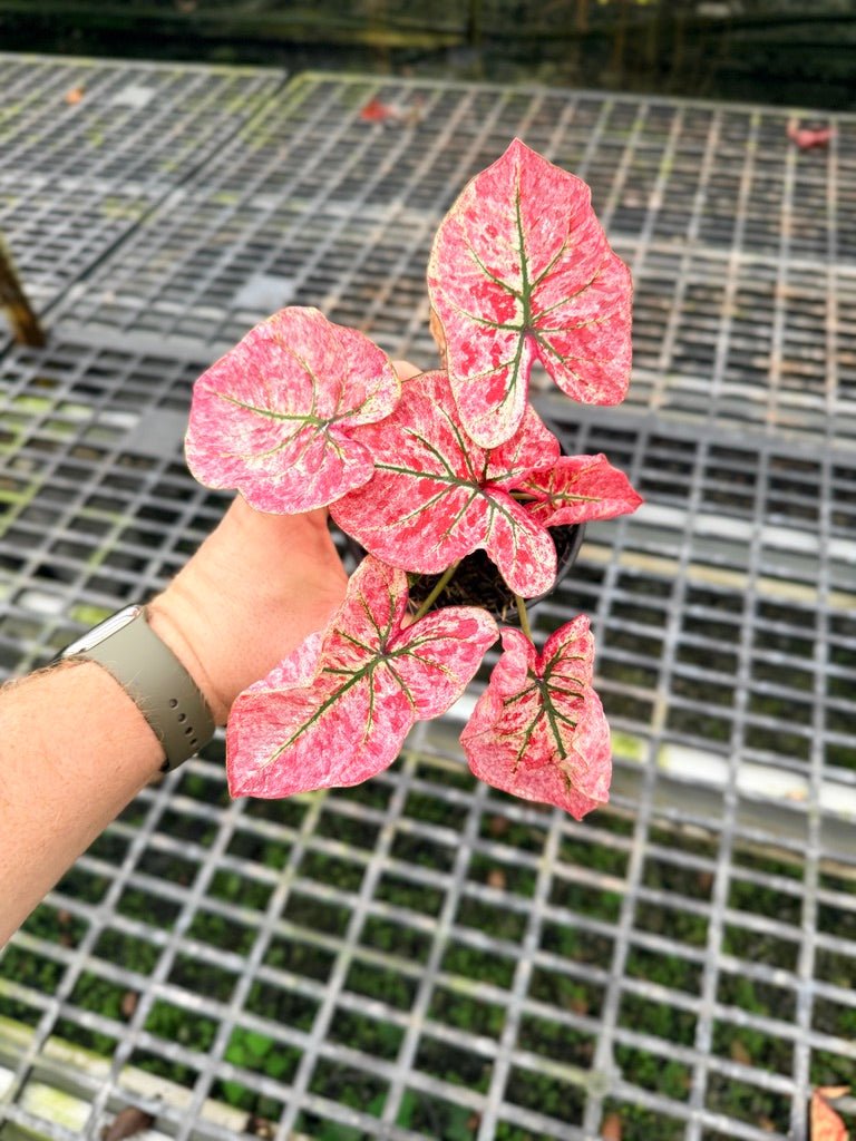 Handpicked 110 - Caladium Bicolor NOID | Uprooted