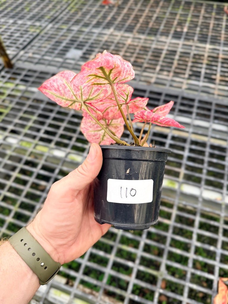 Handpicked 110 - Caladium Bicolor NOID | Uprooted