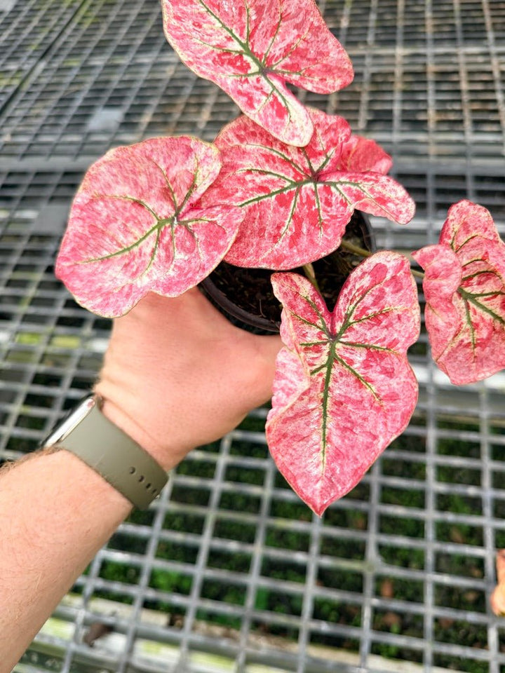 Handpicked 110 - Caladium Bicolor NOID | Uprooted