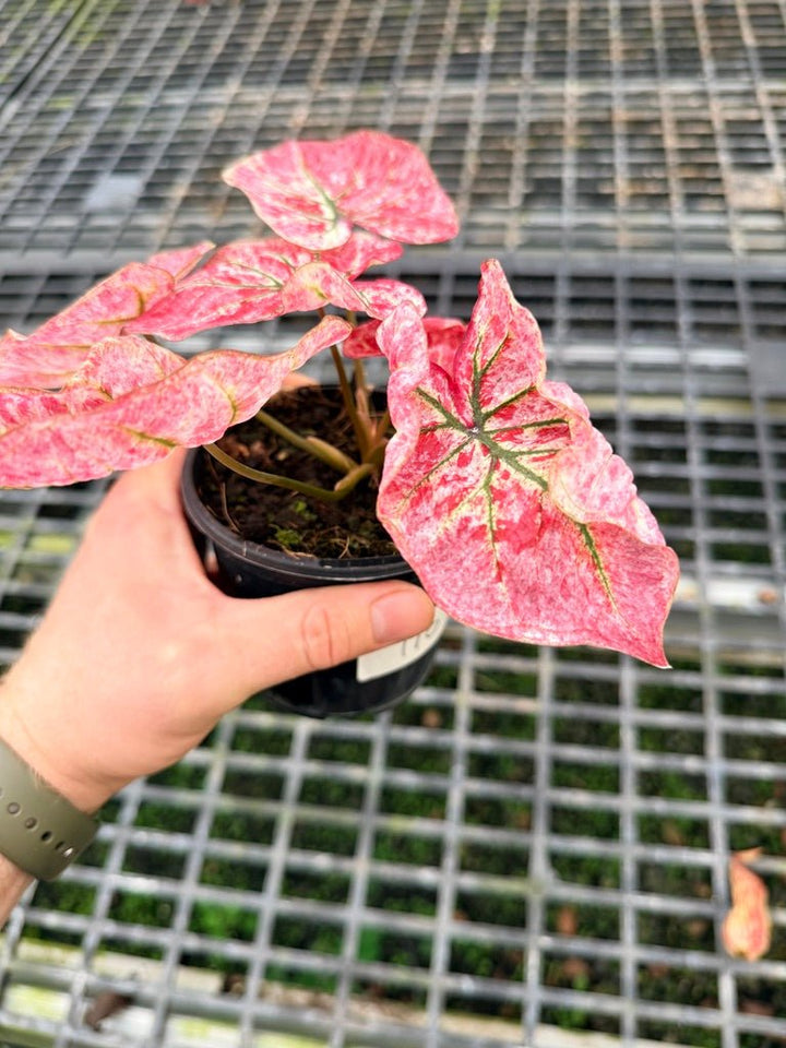 Handpicked 110 - Caladium Bicolor NOID | Uprooted