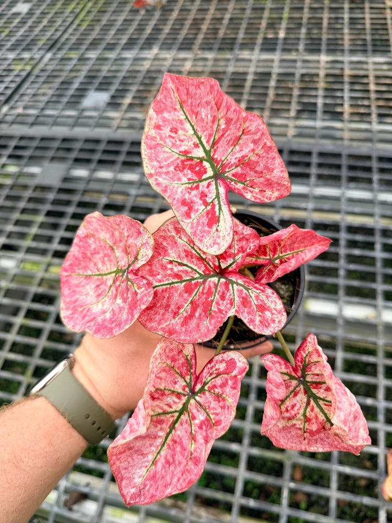 Handpicked 110 - Caladium Bicolor NOID | Uprooted