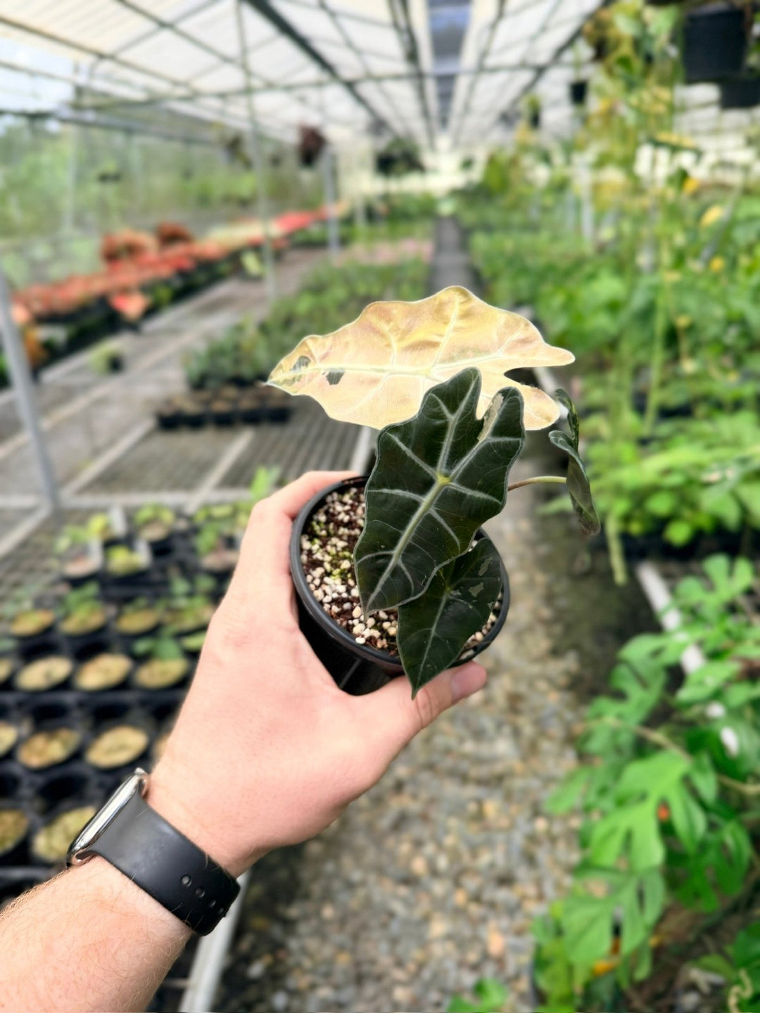 Handpicked 111 - Alocasia Amazonica Variegata | Uprooted