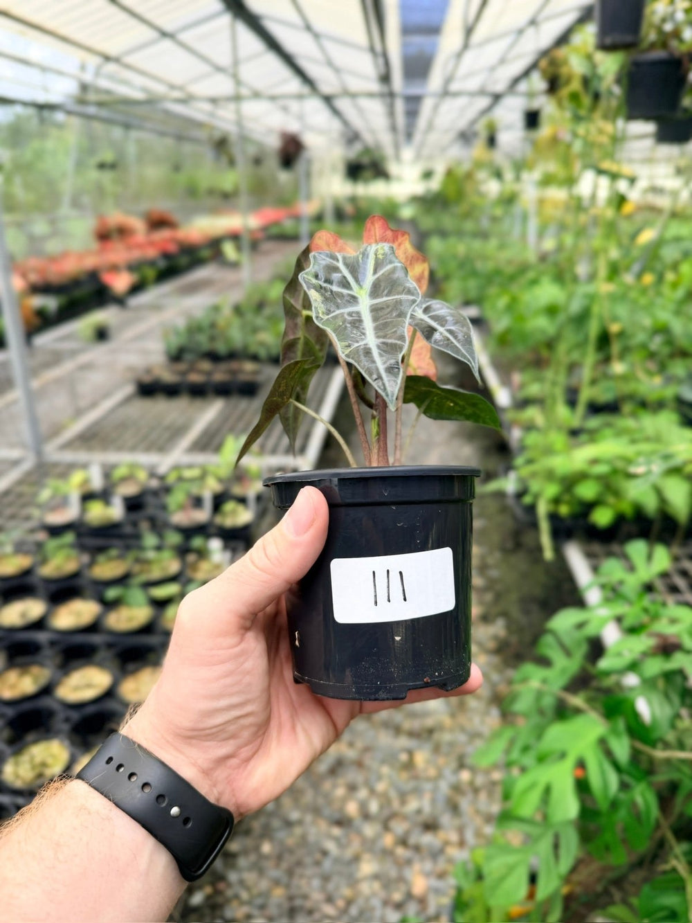 Handpicked 111 - Alocasia Amazonica Variegata | Uprooted