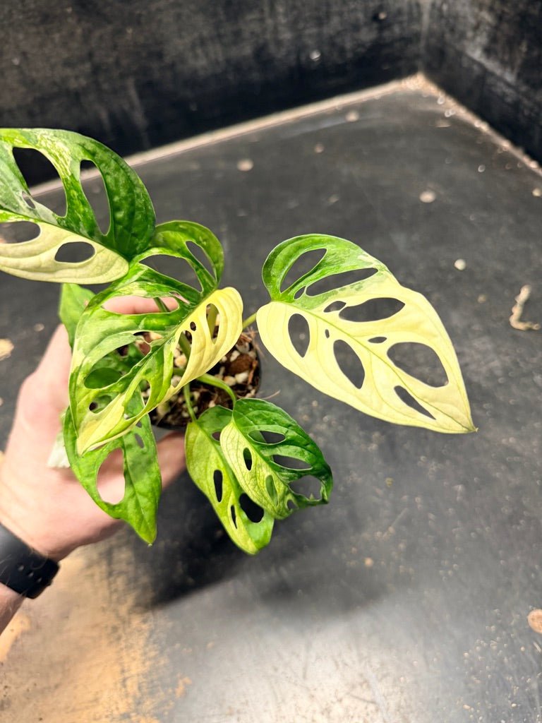 Handpicked 111 - Monstera Adansonii Monkey Mask Albo | Uprooted
