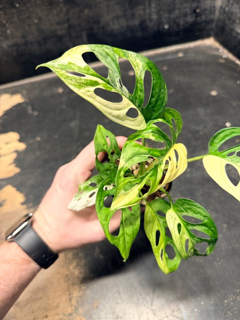 Handpicked 111 - Monstera Adansonii Monkey Mask Albo | Uprooted