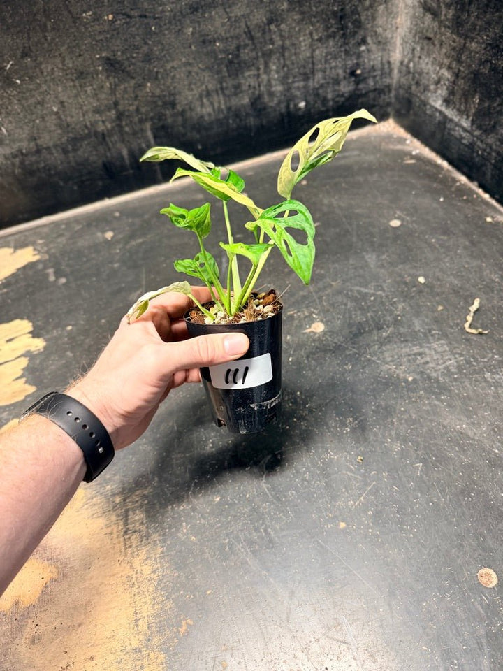 Handpicked 111 - Monstera Adansonii Monkey Mask Albo | Uprooted
