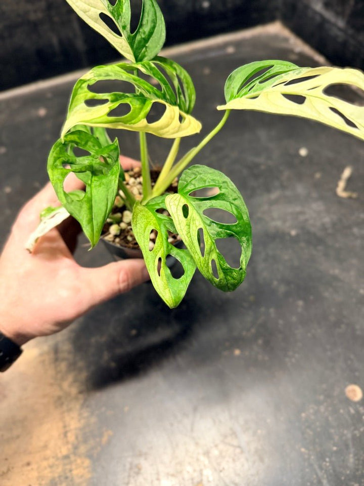 Handpicked 111 - Monstera Adansonii Monkey Mask Albo | Uprooted