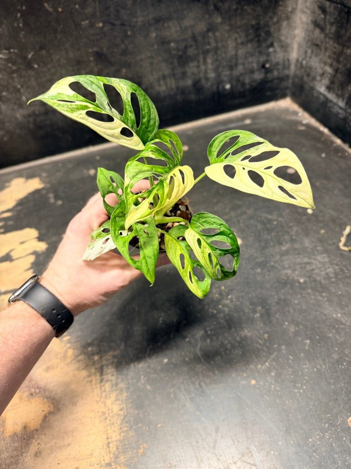Handpicked 111 - Monstera Adansonii Monkey Mask Albo | Uprooted