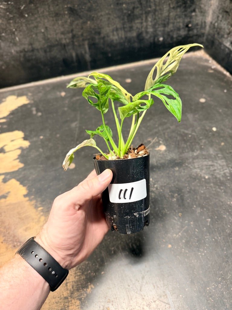 Handpicked 111 - Monstera Adansonii Monkey Mask Albo | Uprooted