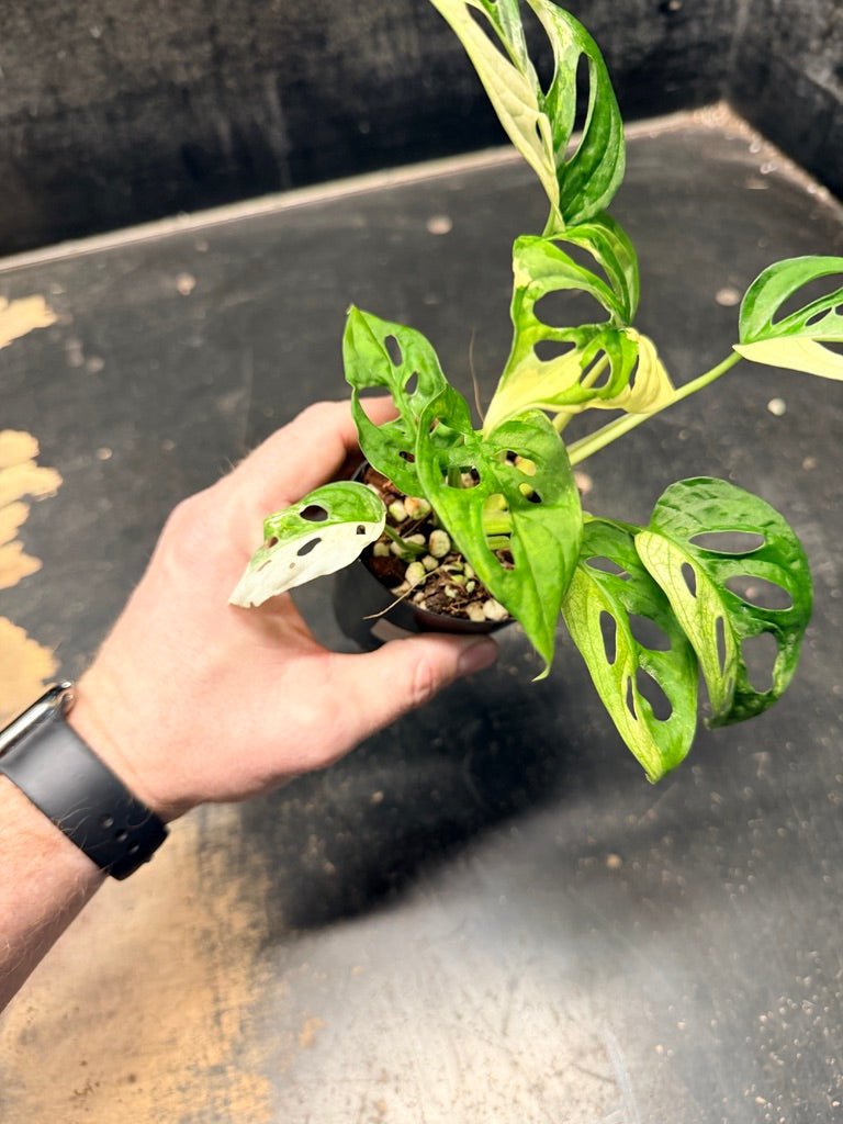 Handpicked 111 - Monstera Adansonii Monkey Mask Albo | Uprooted
