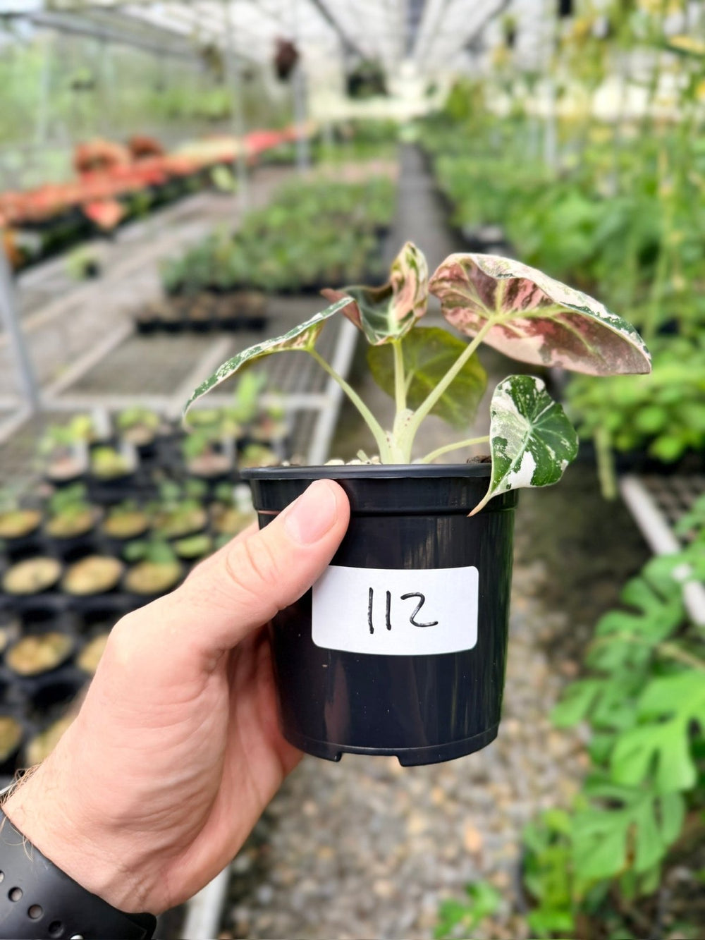 Handpicked 112 - Alocasia Reginula - Black Velvet Variegata | Uprooted