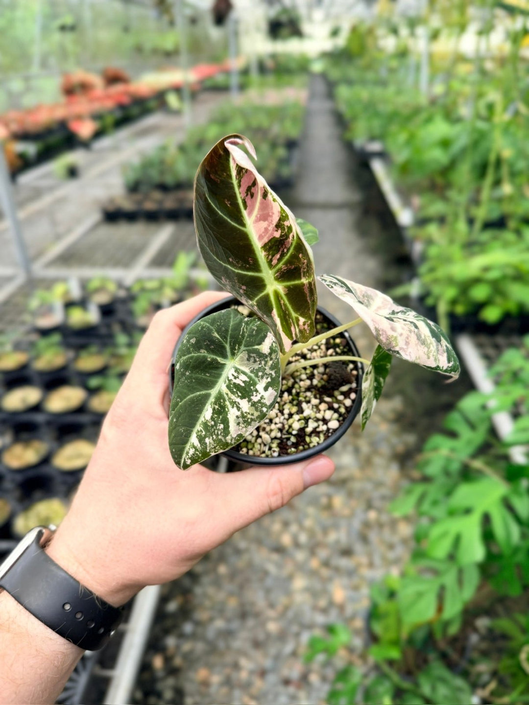 Handpicked 112 - Alocasia Reginula - Black Velvet Variegata | Uprooted