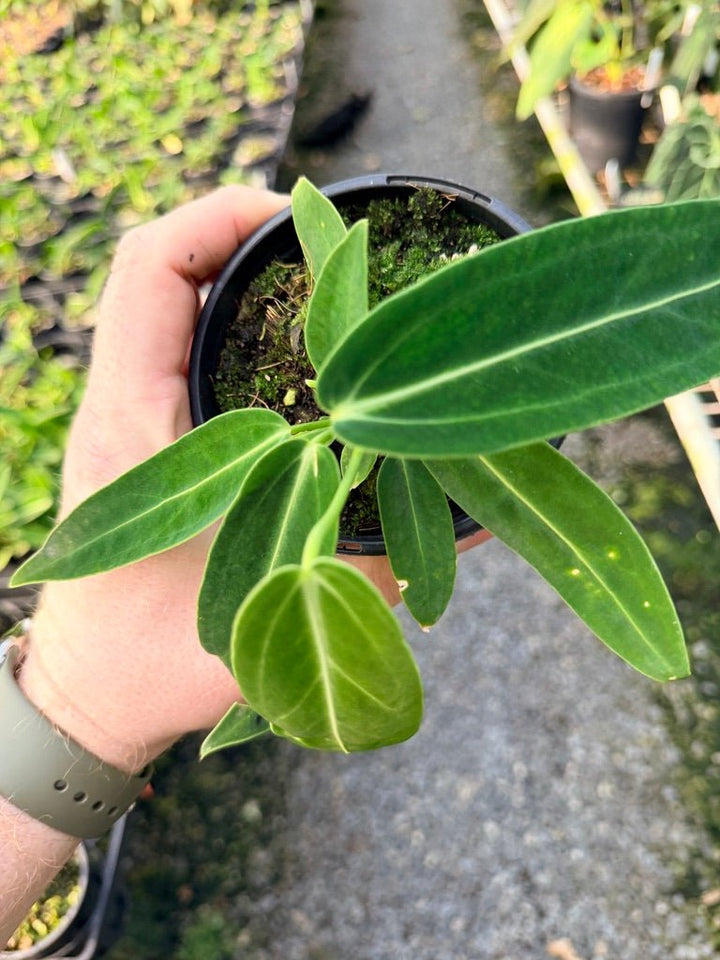 Handpicked 112 - Anthurium Warocqueanum Dark Form | Uprooted