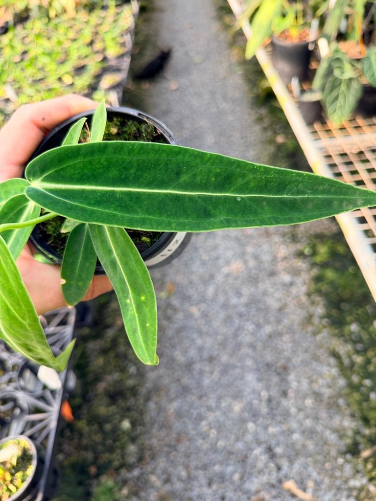 Handpicked 112 - Anthurium Warocqueanum Dark Form | Uprooted