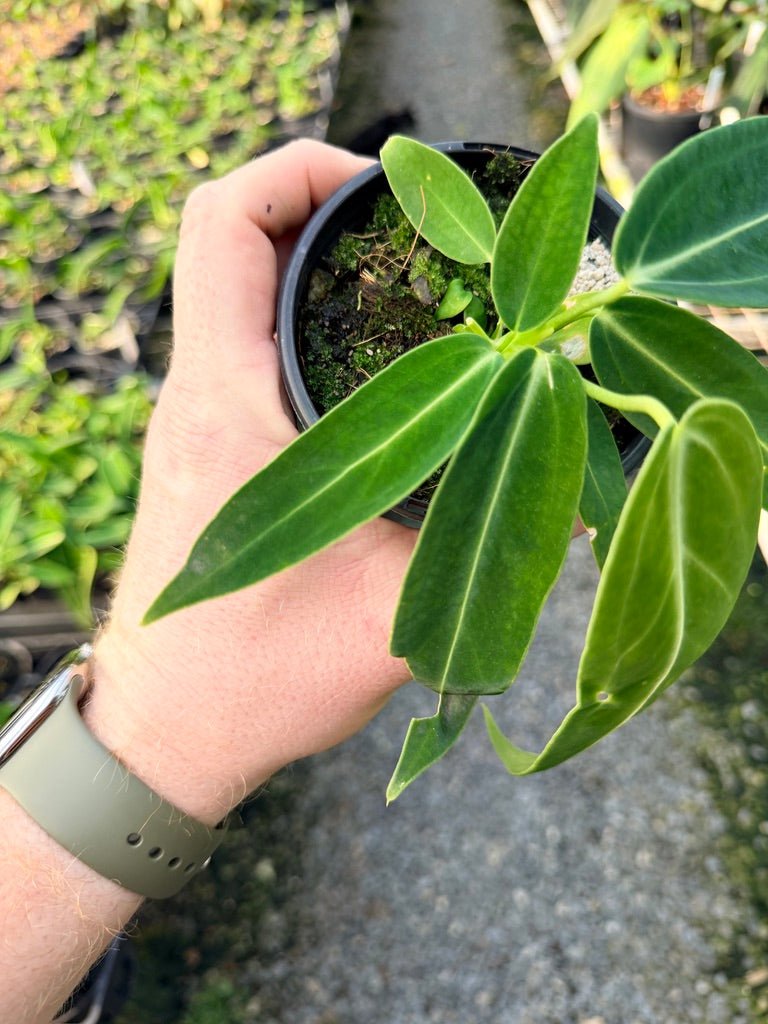 Handpicked 112 - Anthurium Warocqueanum Dark Form | Uprooted