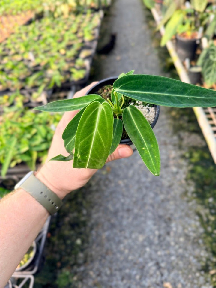 Handpicked 112 - Anthurium Warocqueanum Dark Form | Uprooted