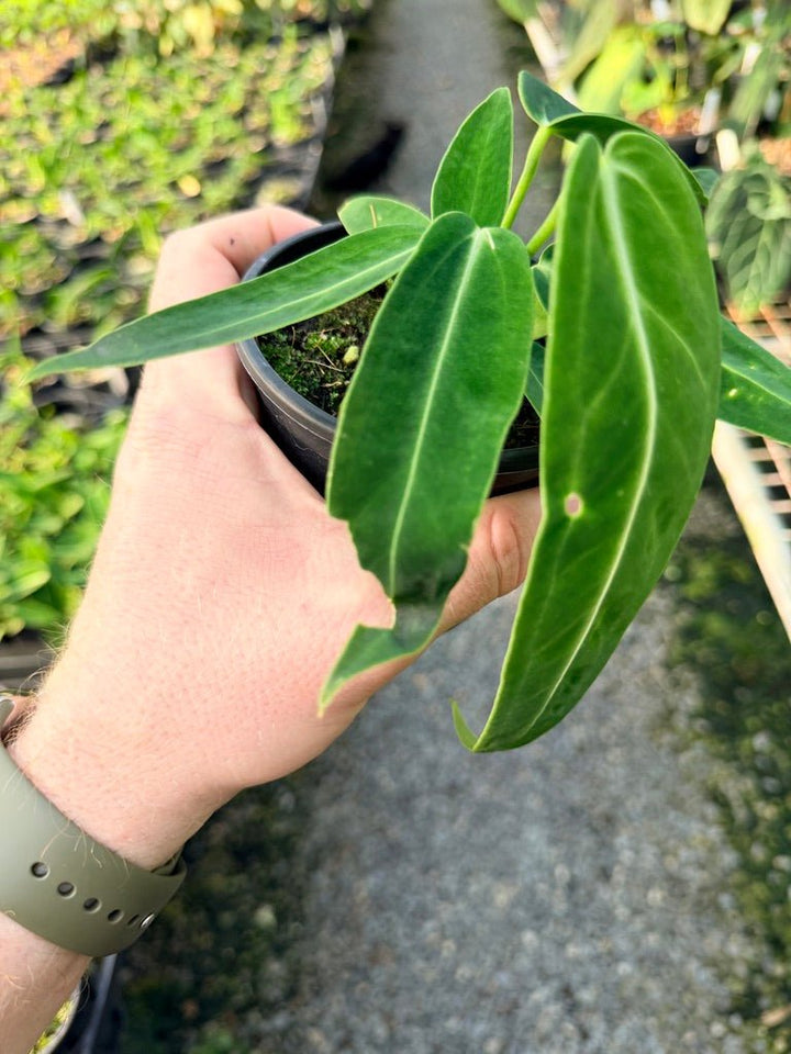 Handpicked 112 - Anthurium Warocqueanum Dark Form | Uprooted