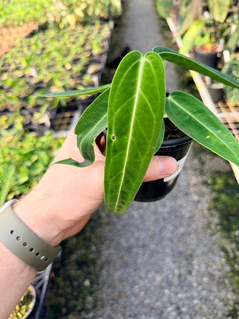 Handpicked 112 - Anthurium Warocqueanum Dark Form | Uprooted