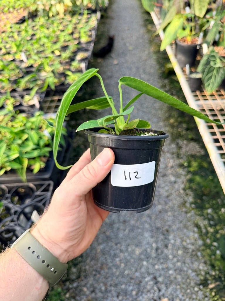 Handpicked 112 - Anthurium Warocqueanum Dark Form | Uprooted