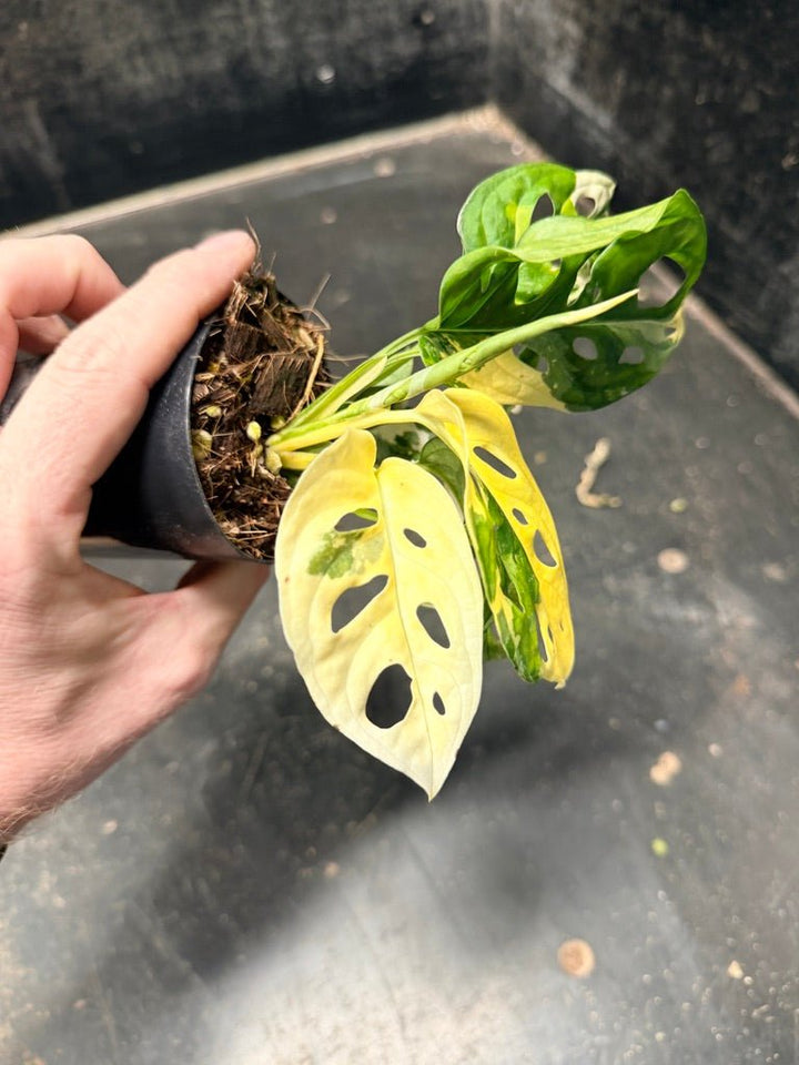 Handpicked 112 - Monstera Adansonii Monkey Mask Albo | Uprooted