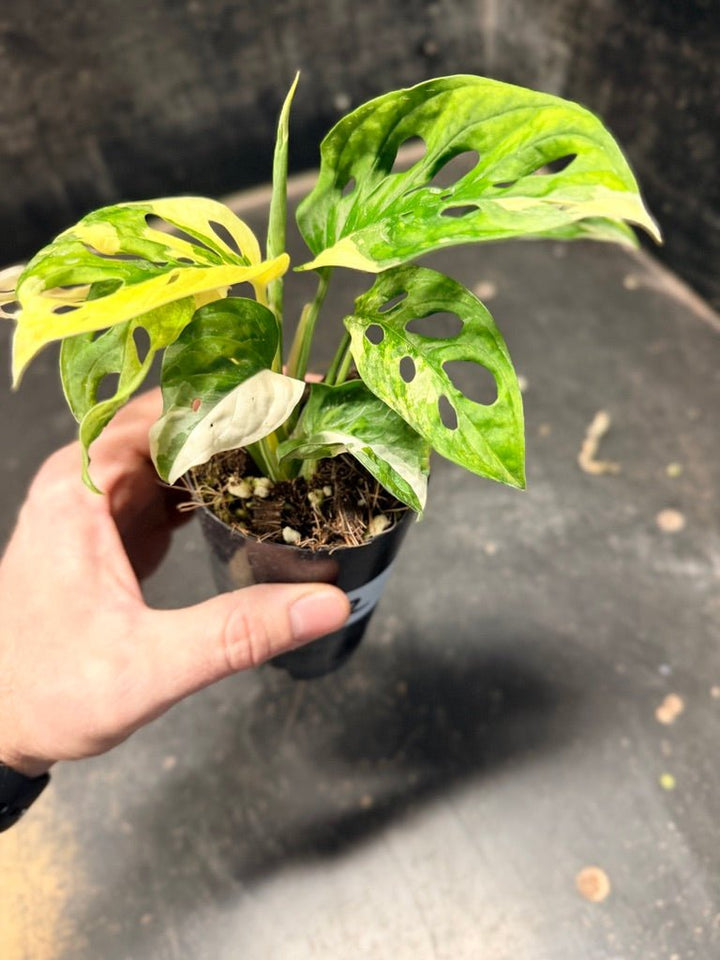 Handpicked 112 - Monstera Adansonii Monkey Mask Albo | Uprooted