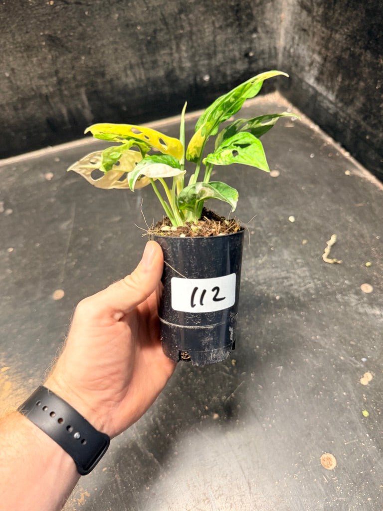 Handpicked 112 - Monstera Adansonii Monkey Mask Albo | Uprooted