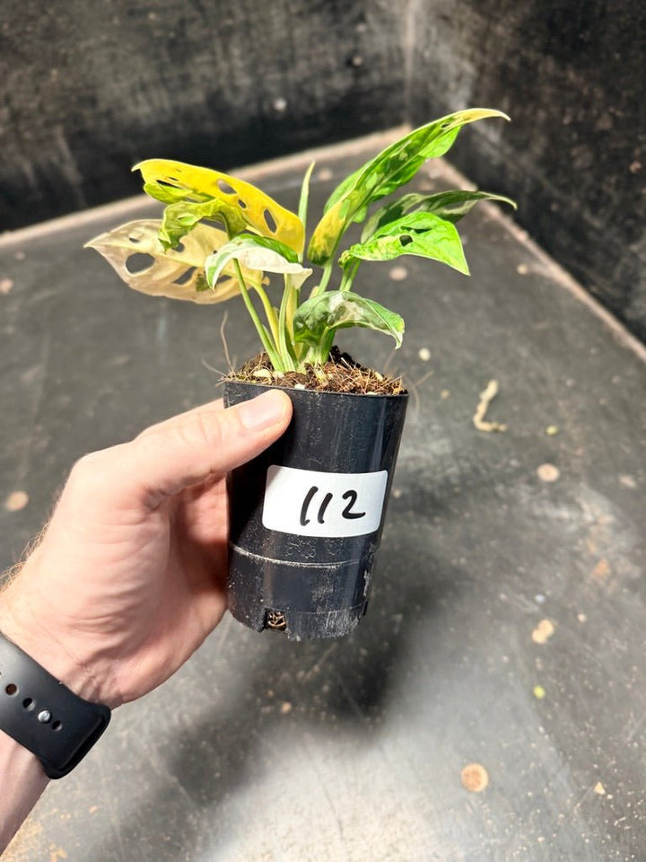 Handpicked 112 - Monstera Adansonii Monkey Mask Albo | Uprooted