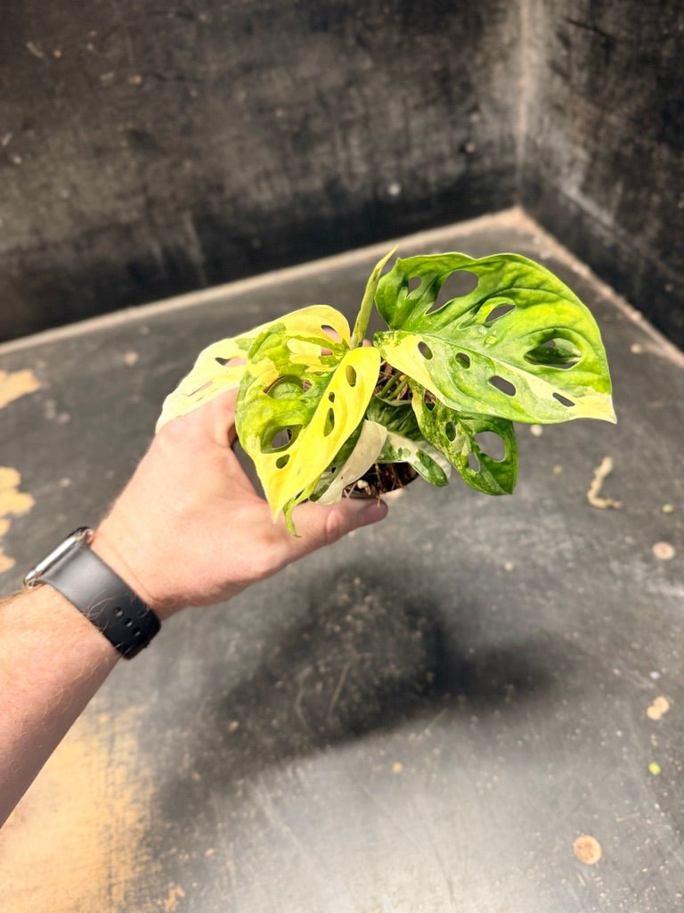 Handpicked 112 - Monstera Adansonii Monkey Mask Albo | Uprooted
